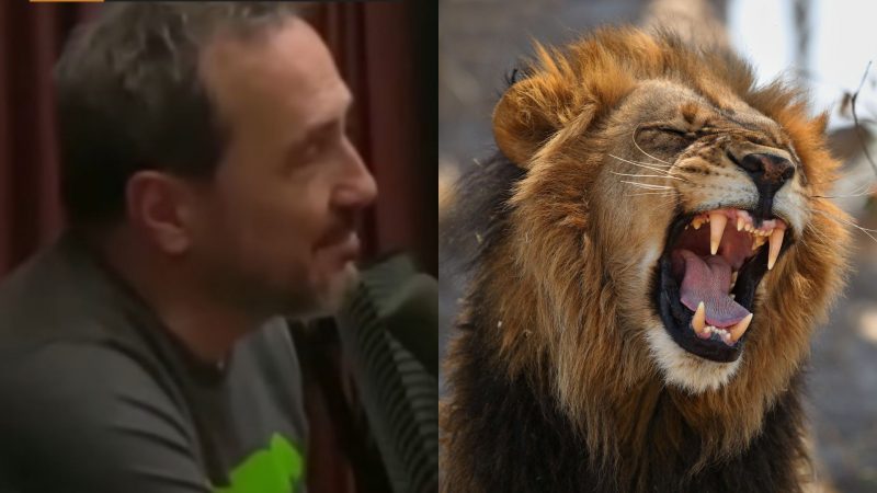 À esquerda, homem que relatou teoria da conspiração em podcasts; à direita, leão rugindo