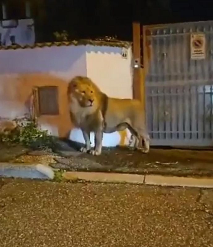 The lion escaped from the circus and caused a storm of indignation among residents - Photo: Reproduction Internet/ND