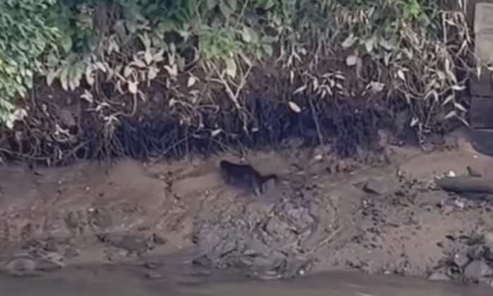 Lontra na margem do Rio Cachoeira, em Joinville – Foto: Internet/Reprodu&ccedil;&atilde;o/ND