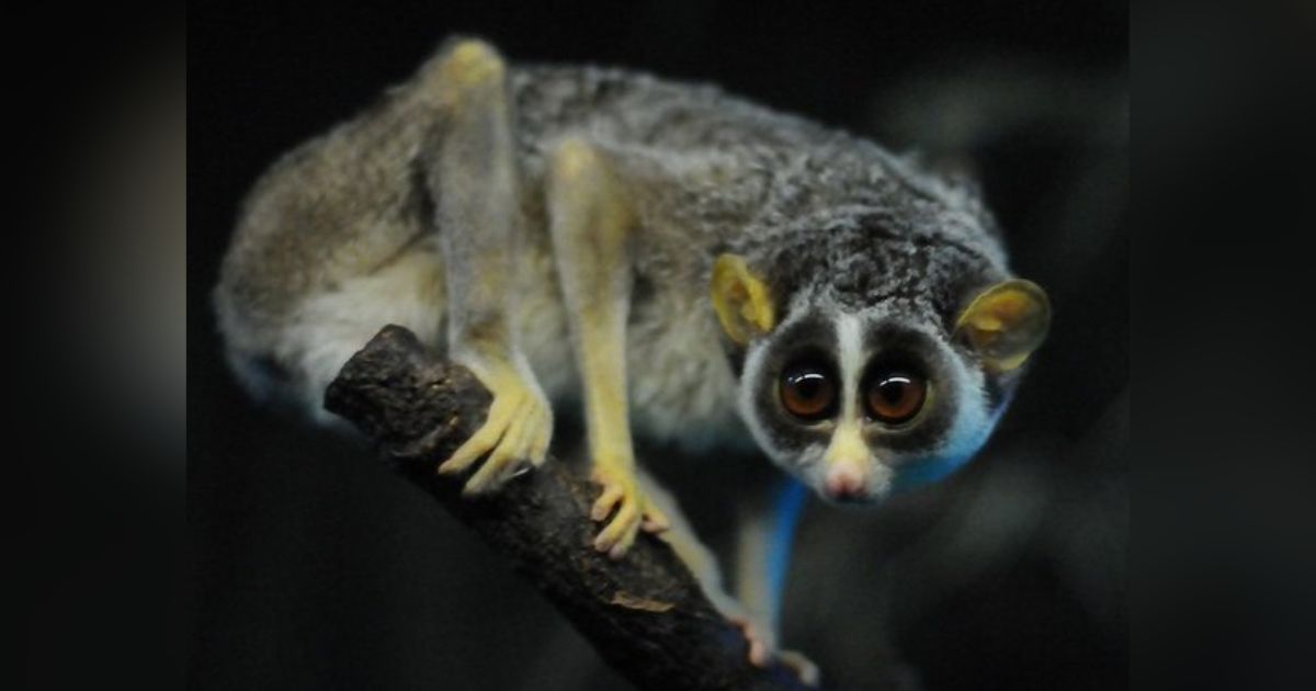 The lazy loris is a cousin of lemurs and the most venomous primate species in the world.  They are inhabitants of the Asian continent, in India.  They are nocturnal hunters and inject venom through their bite - Flickr/Disclosure/ND.