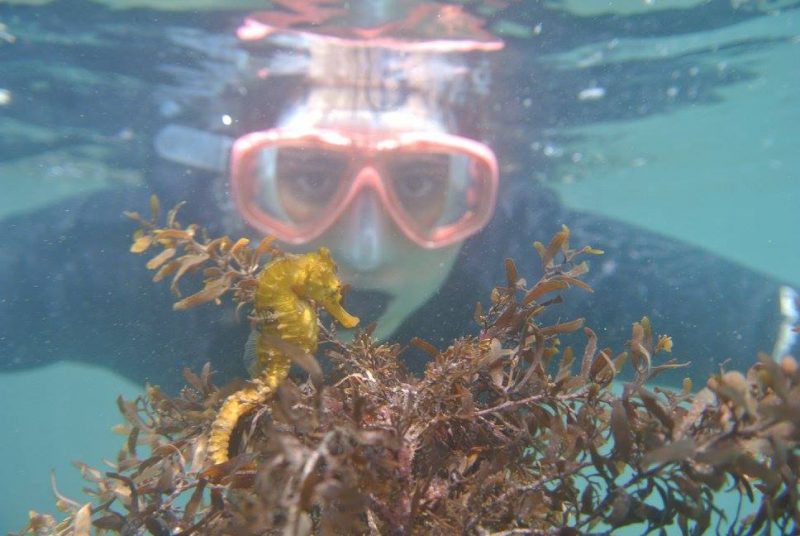 Foto de mergulho em Porto Belo. No centro da foto e em primeiro plano aparece um cavalo marinho em meio a folhagens subaquáticas. Uma moça jovem está com a cabeça submersa na água, usa uma máscara de mergulho e olha em direção ao peixe e à foto 