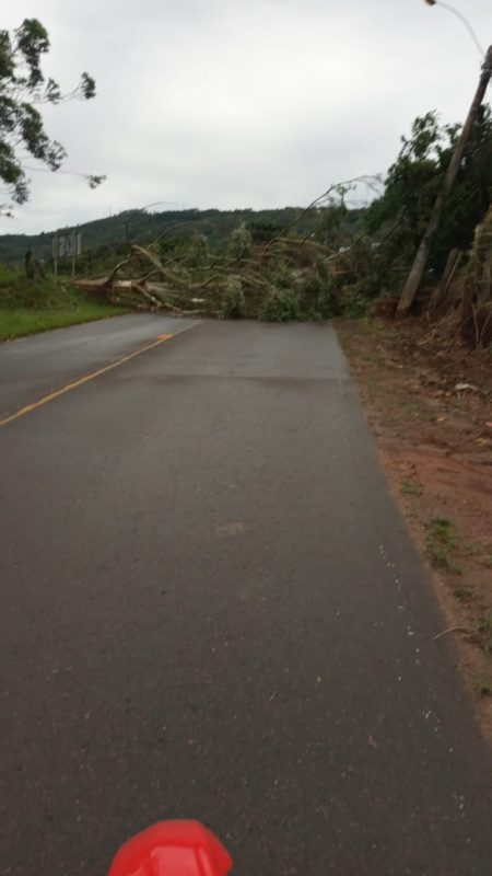 Uma &aacute;rvore sobre a pista interditou totalmente o acesso de moradores do Bairro Mina do Toco ao centro da cidade de Crici&uacute;ma – Foto: Val&eacute;rio de F&aacute;veri