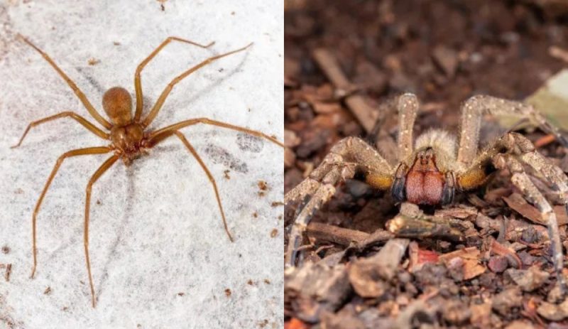 The Brown Spider and the Armored Spider are responsible for the number of accidents involving these animals in Santa Catarina.  – Photo: Brasil Escola/Disclosure/ND