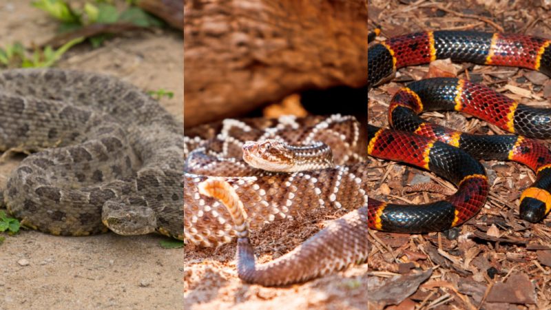 Poisonous snakes from Santa Catarina.  – Photo: Montage/School Information/Disclosure/ND