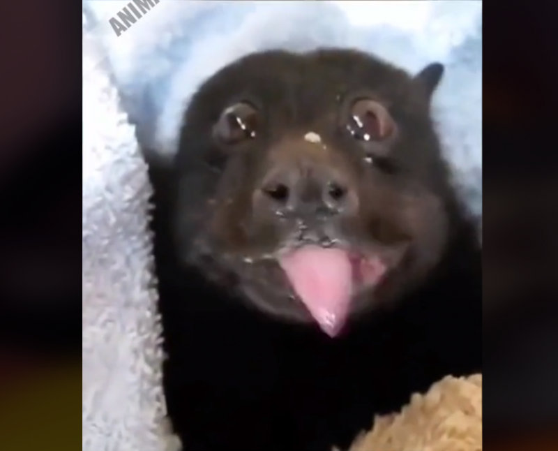 Morcego comendo banana