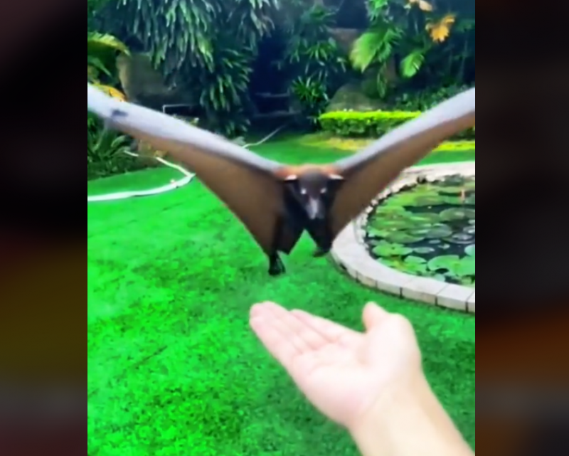 Morcego voa e volta para a mão do seu cuidador