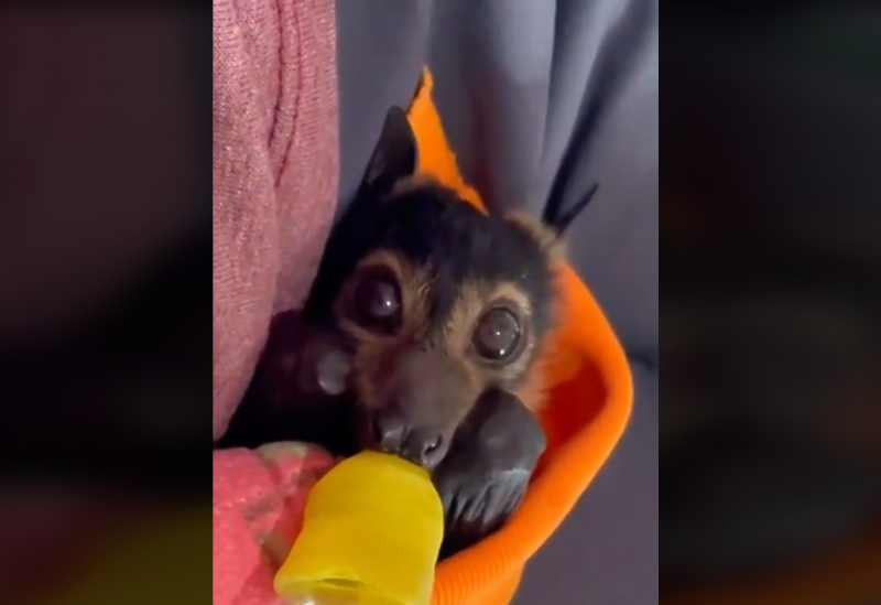 Morcego resgatado toma leite na mamadeira