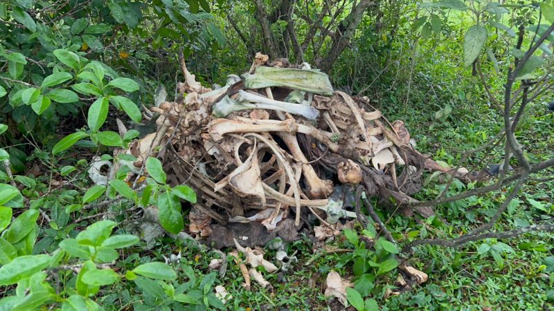 Photo of animal bones found by civilian police during an anti-violence operation