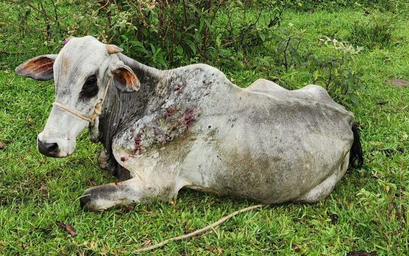 Civilian police discover photo of livestock cruelty
