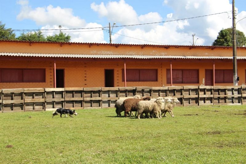 7&ordm; Ovelha&ccedil;o da Serra Catarinense – Foto: Prefeitura Municipal de S&atilde;o Joaquim/Divulga&ccedil;&atilde;o