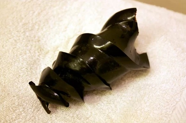 Ovo de tubarão incomum em formato de espiral.