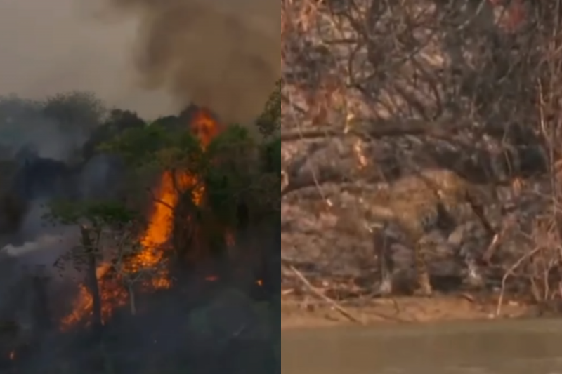 As imagens de terror registradas pelo ambientalista Luis Martínez chamou atenção nas redes sociais. 