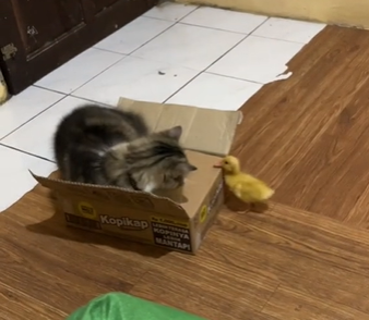 Pato inova em brincadeira após correr atrás de um gato - Foto: Internet/Divulgação/ND