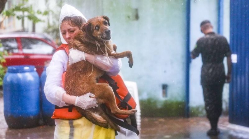 Cachorro sendo levado para abrigo após enchente em Porto Alegre.