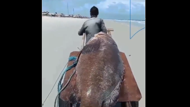 A man is seen pulling a giant dead fish – Photo: Reproduction/Instagram