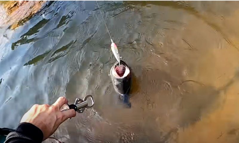 Fisherman prepares pliers to pull piranha out of the river