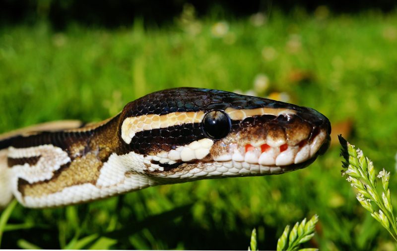 A poisonous snake was delivered in a plastic jar to a man accused of killing his wife and daughter.