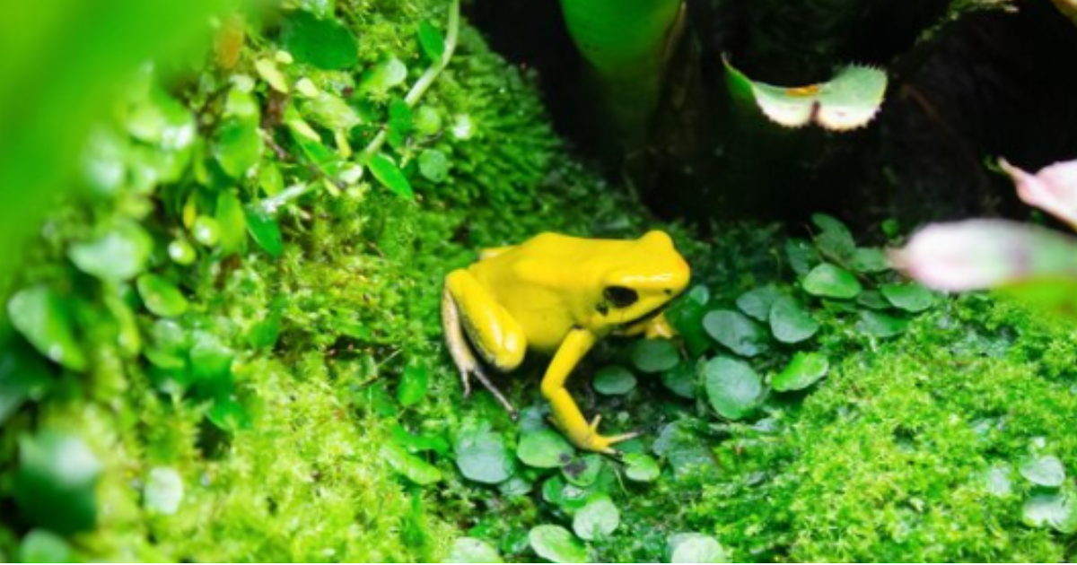 This frog may be cute, but it is one of the most toxic on Earth.  It can reach 5 centimeters in length, but its venom is enough to kill 10 adults.  Experts say some Amazon tribes use the toxin to hunt other species by dousing their arrows, spears and darts in the poison - Freepik/Disclosure/ND