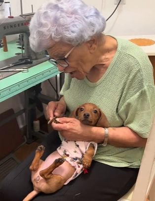 Pinscher criado com 'dengo' viraliza nas redes sociais 