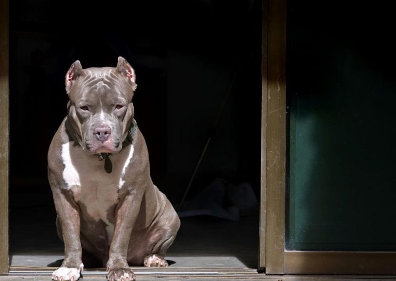 Imagem ilustrativa de um pitbull; homem ficou encurralado na garagem de uma casa