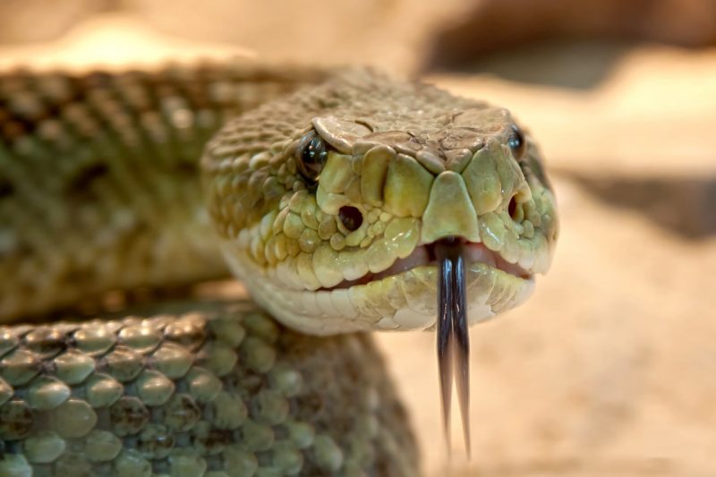 In India, a husband took revenge on his wife with a poisonous snake.