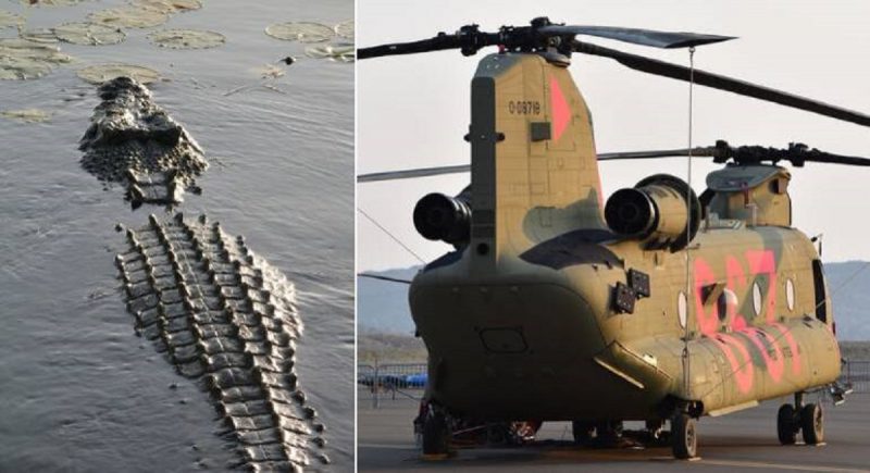 Crocodilos confundiram período de acasalamento com barulho de helicóptero