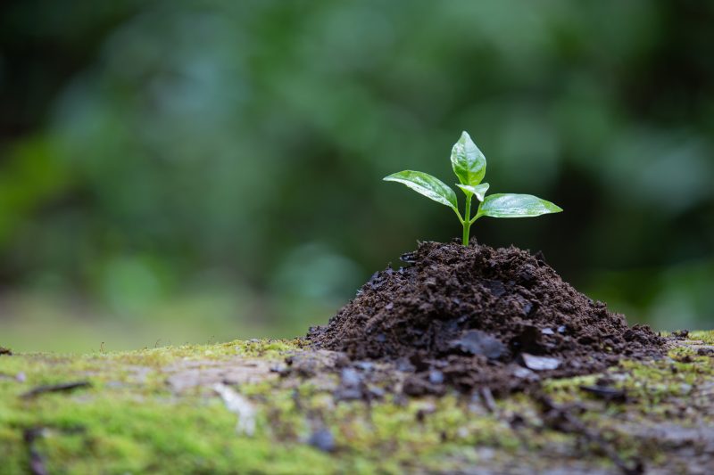 Programa de educação ambiental integrará a comunidade à gestão dos resíduos municipais