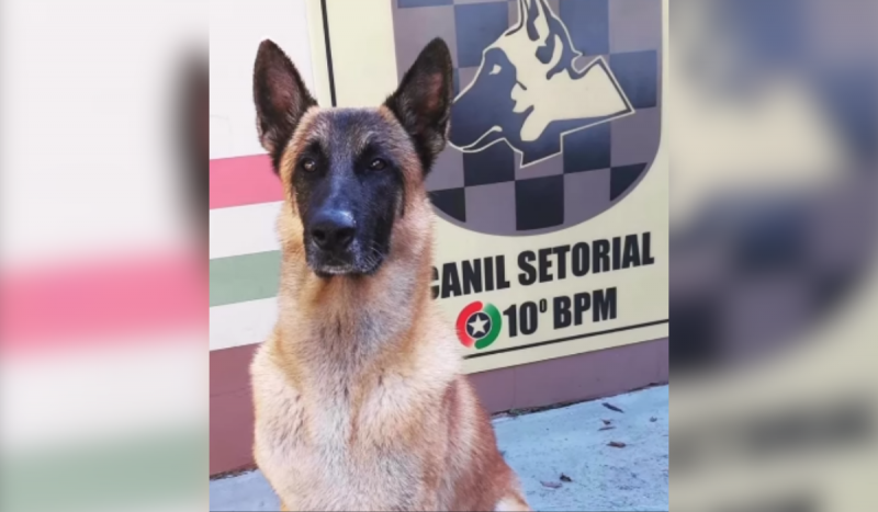 During his 10 years of service with the 10th Military Police Battalion Blumenau, K9 Apollo helped arrest more than 200 people.  On December 13, he was dismissed.