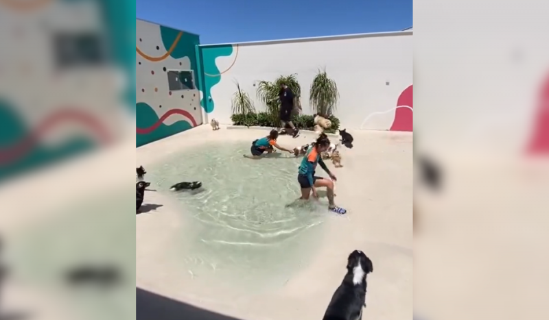 Praia artificial com cães entrando na água