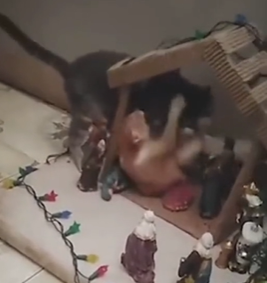 Two cats made a huge mess inside the nativity scene.  Photo: Internet/Disclosure/ND