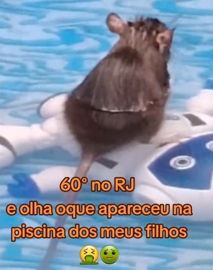 Ratos se refrescando na piscina