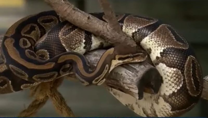 Homem encontra píton-bola durante passeio nos EUA