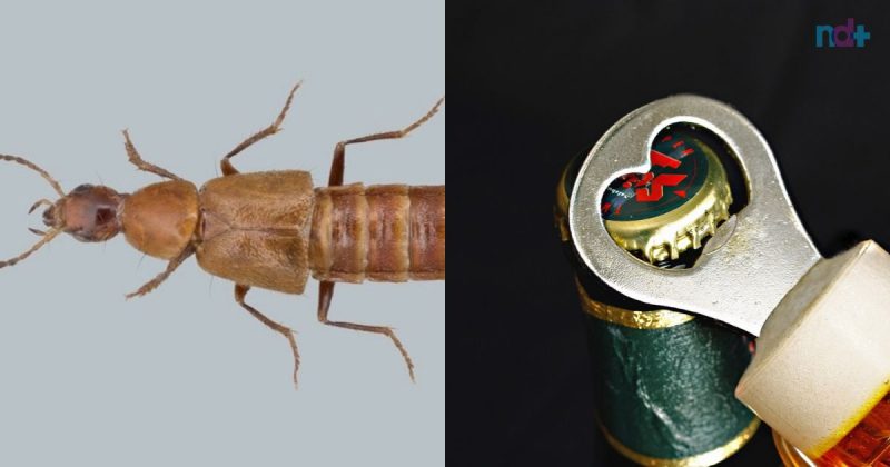 Espécie de besouro ganhou nome de marca de cerveja famosa -