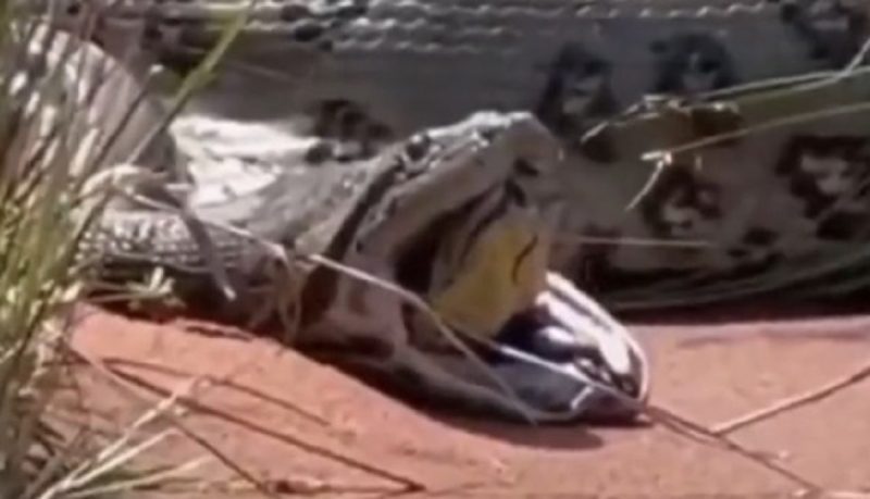 Anaconda-verde é uma das maiores cobras do mundo e predador no topo da cadeia alimentar