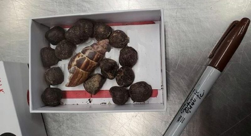 Caixa com fezes de girafa foi apreendida no aeroporto de Minnesota, nos Estados Unidos -