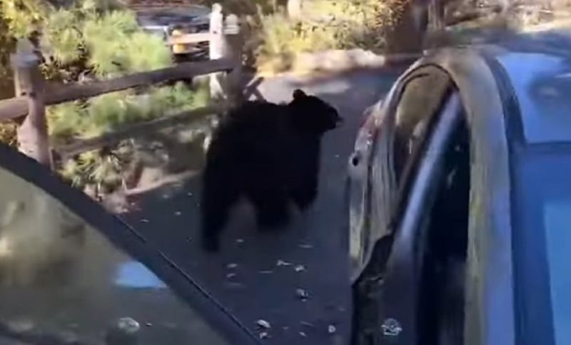 Urso foge depois de causar o caos em veículo estacionado por um saco de doces