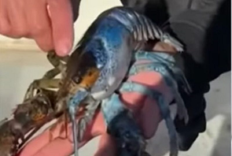 Lagosta bicolor e rara foi encontrada no estado norte-americano do Maine