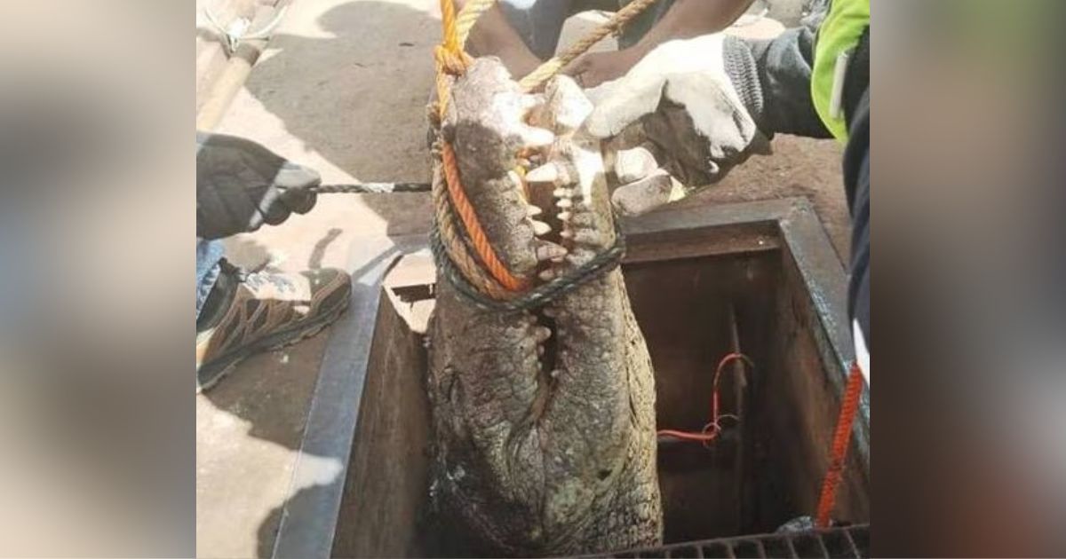 Moments when environmental authorities manage to save a giant crocodile - DestaPANdoTam/X/Social networks/Reproduction/ND