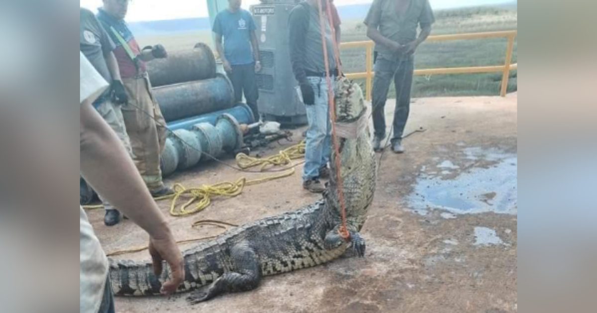 The sewer company said the reptile reduced the city's water use by 70%.  After the animal was discovered, forest authorities were called upon to rescue the animal - DestaPANdoTam/X/Redessocial/Reproduction/ND