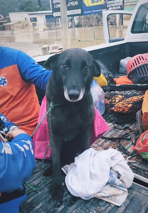 Cadela é resgatada em Rio do Sul 