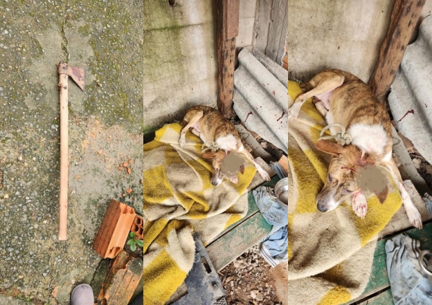Homem é preso por dar machadada na cabeça de cachorro em Blumenau