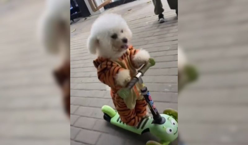 'Skin Walker': cachorra aprende a andar de patinete e é flagrada passeando