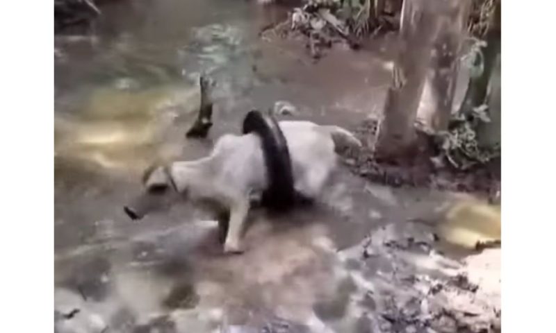 Homem desfere golpes de fac&atilde;o na cobra enroscada ao bezerro – Foto: Reprodu&ccedil;&atilde;o