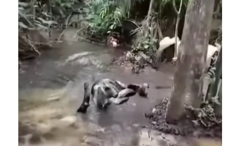 Sucuri levando golpes de facão dados por homem sob ordens de fazendeiro