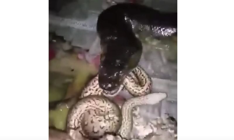 A snake grabs a newly born baby – Photo: Reproduction