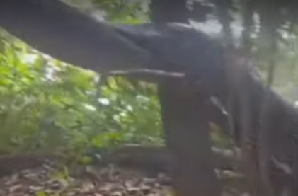 Sucuri escala vídeo em cena inédita