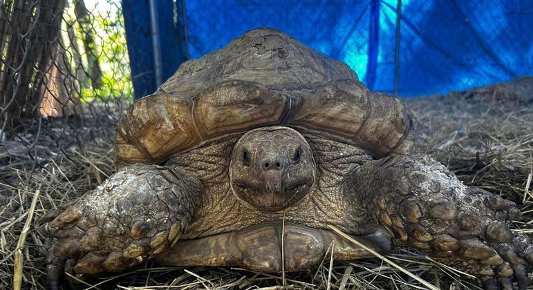 Tartaruga fujona gigantesca em cima de feno
