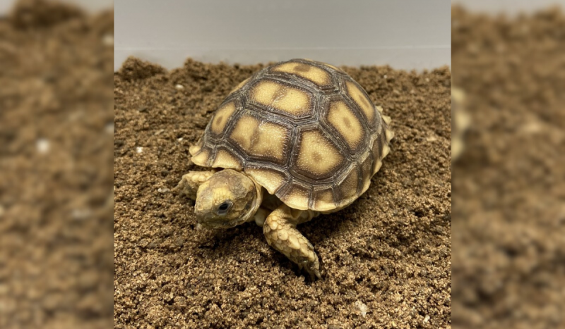 Tartaruga da especie Sulcata