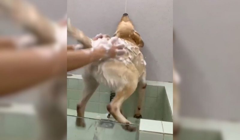 'Toninho tornado': cachorro que 'galopa' quando toma banho diverte a internet