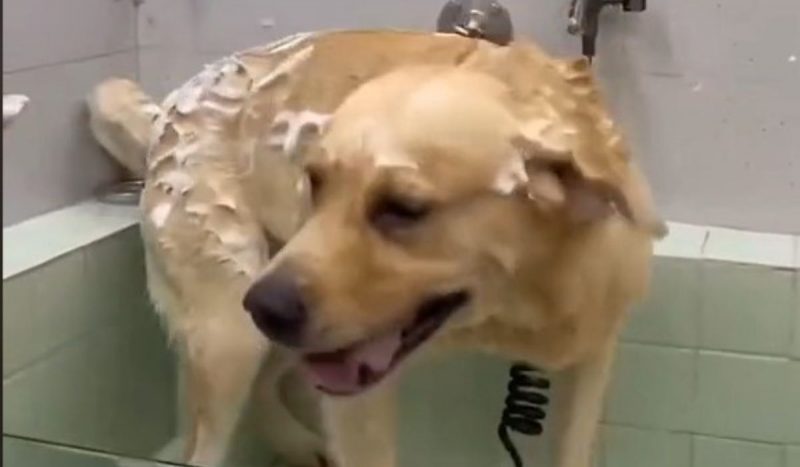 'Toninho tornado': cachorro que 'galopa' quando toma banho diverte a internet